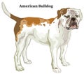 Colored decorative standing portrait of American Bulldog vector illustration