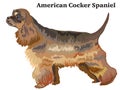 Colored decorative standing portrait of American Cocker Spaniel Royalty Free Stock Photo
