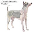 Colored decorative standing portrait of American Hairless Terrier vector illustration