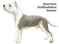 Colored decorative standing portrait of American Staffordshire T