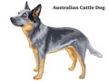 Colored decorative standing portrait of Australian Cattle Dog vector illustration