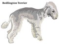 Colored decorative standing portrait of Bedlington Terrier vector illustration