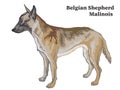 Colored decorative standing portrait of Belgian Shepherd Malinois vector illustration