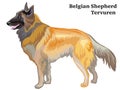 Colored decorative standing portrait of Belgian Shepherd Tervuren vector illustration