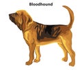 Colored decorative standing portrait of Bloodhound vector illustration