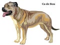 Colored decorative standing portrait of Ca de Bou vector illustration