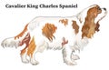 Colored decorative standing portrait of dog Cavalier King Charles Spaniel vector illustration Royalty Free Stock Photo
