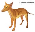 Colored decorative standing portrait of dog Cirneco dell Etna vector illustration