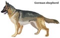 Colored decorative standing portrait of dog german shepherd vector illustration Royalty Free Stock Photo