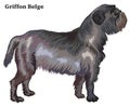 Colored decorative standing portrait of dog Griffon Belge vector Royalty Free Stock Photo