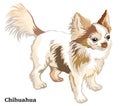 Colored Decorative Standing Portrait Of Dog Long-haired Chihuahua Vector Illustration
