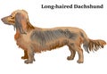 Colored decorative standing portrait of dog Long-haired Dachshund vector illustration