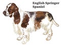 Colored decorative standing portrait of English Springer Spaniel