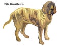 Colored decorative standing portrait of Fila Brasileiro vector illustration