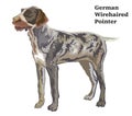 Colored decorative standing portrait of German Wirehaired Pointer vector illustration