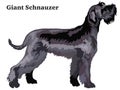 Colored decorative standing portrait of Giant Schnauzer vector i