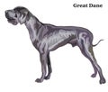 Colored decorative standing portrait of Great Dane vector illustration