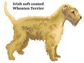 Colored decorative standing portrait of Irish soft coated Wheaten Terrier vector illustration Royalty Free Stock Photo