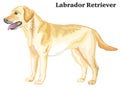 Colored decorative standing portrait of Labrador Retriever vector illustration Royalty Free Stock Photo