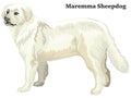 Colored decorative standing portrait of Maremma Sheepdog vector illustration