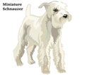 Colored decorative standing portrait of Miniature Schnauzer vector illustration