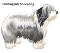 Colored decorative standing portrait of Old English Sheepdog vector illustration Royalty Free Stock Photo