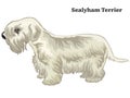 Colored decorative standing portrait of Sealyham Terrier vector illustration