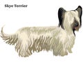 Colored decorative standing portrait of Skye Terrier vector illustration