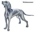 Colored decorative standing portrait of Weimaraner vector illustration