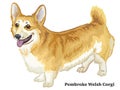 Colored decorative standing portrait of Welsh Corgi vector illus