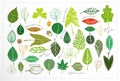 Colored doodle leaves and names of plants on white background.