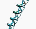 Colored double helix