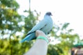 A colored dove of blue sits on a manÃ¯Â¿Â½s hand against the background of bright green foliage. Summer time