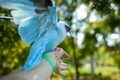 A colored dove of blue sits on a mans hand against the background of bright green foliage. Summer time