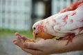 A colored dove eats from human hands
