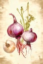 Colored drawing on paper of some purple onions