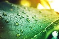 Colored drops of dew. Beautiful leaf of plants Royalty Free Stock Photo