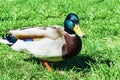 Colored duck on green grass Royalty Free Stock Photo