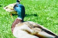 Colored duck on green grass Royalty Free Stock Photo