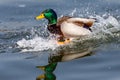 Colorful duck with open wings on the waters of the pond Royalty Free Stock Photo