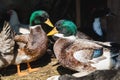 Colored ducks and drakes in a barn