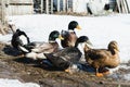 Colored ducks at the farmstead in early spring