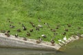 Colored ducks flock near green water cleaning the feathers