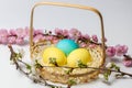Colored Easter eggs in a basket and spring flowers isolated on white background. Postcard idea, close-up.
