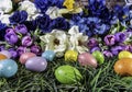 colored Easter eggs in green grass with spring flowers Royalty Free Stock Photo