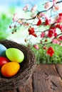 Colored Easter eggs in the nest on wooden table and springtime nature background Royalty Free Stock Photo