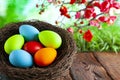 Colored Easter eggs in the nest on wooden table and springtime nature background Royalty Free Stock Photo