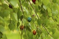 Quail eggs, hanging on birch branch. Easter concept.