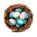 Colored eggs with a pattern in a bird`s nest. Symbol of spring and easter. Hand watercolor illustration isolated on white