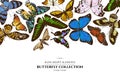 Colored elements design with morpho menelaus, cethosia biblis, papilio antimachus, alcides agathyrsus, ornithoptera